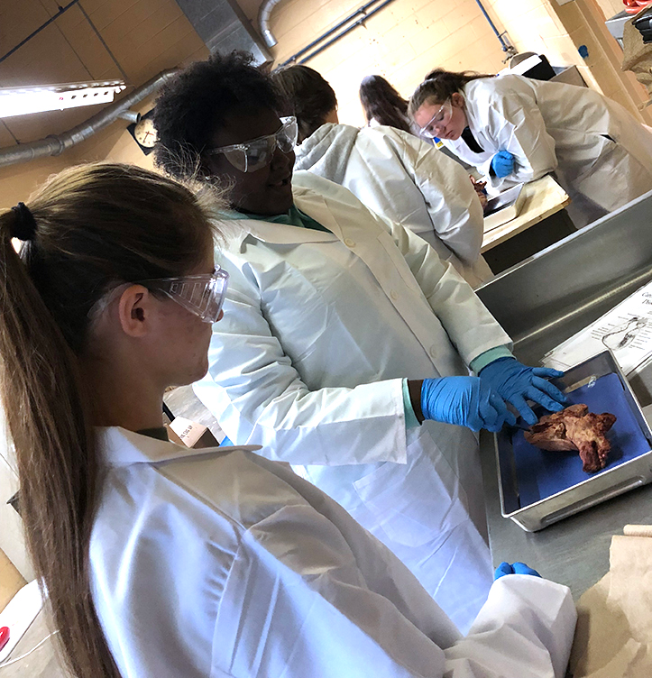 Elanco Veterinary Medical Applications Certification Prepares Students Elanco Veterinary Medical Applications Certification Prepares Students