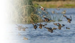 CertsHeader_DUCKSEcology