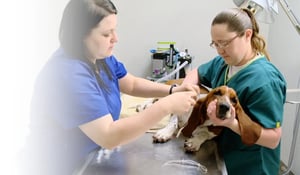 CertsHeader_ElancoVetMed