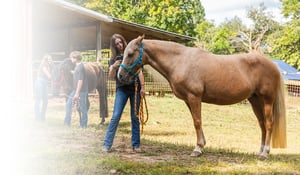 CertsHeader_NHJTCAEquineManagement