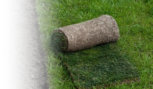 CertsHeader_SFMATurfgrass