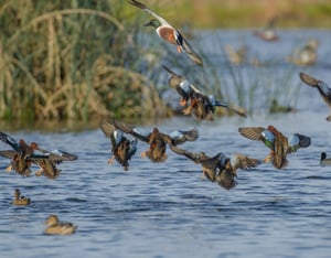 Ducks_EcologyConservationCardx