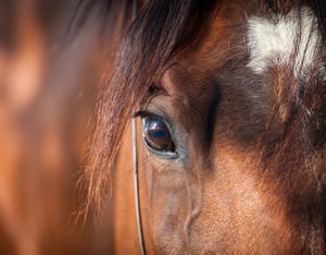 NHJTCA_EquineManagementEvalCardx