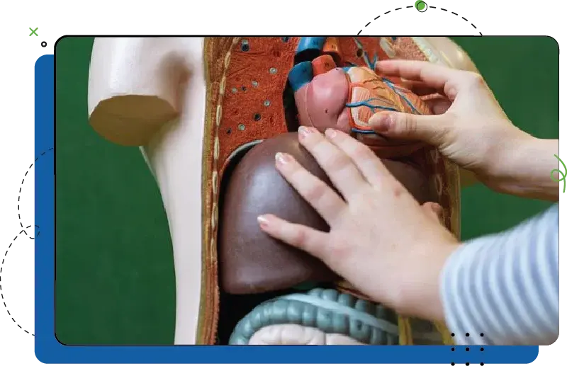 AnatomyPhysiology_LightBG AnatomyPhysiology_LightBG