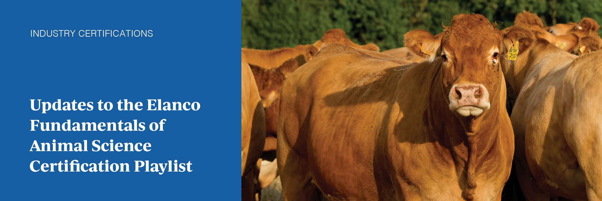 Updates to the Elanco Fundamentals of Animal Science Certification Playlist