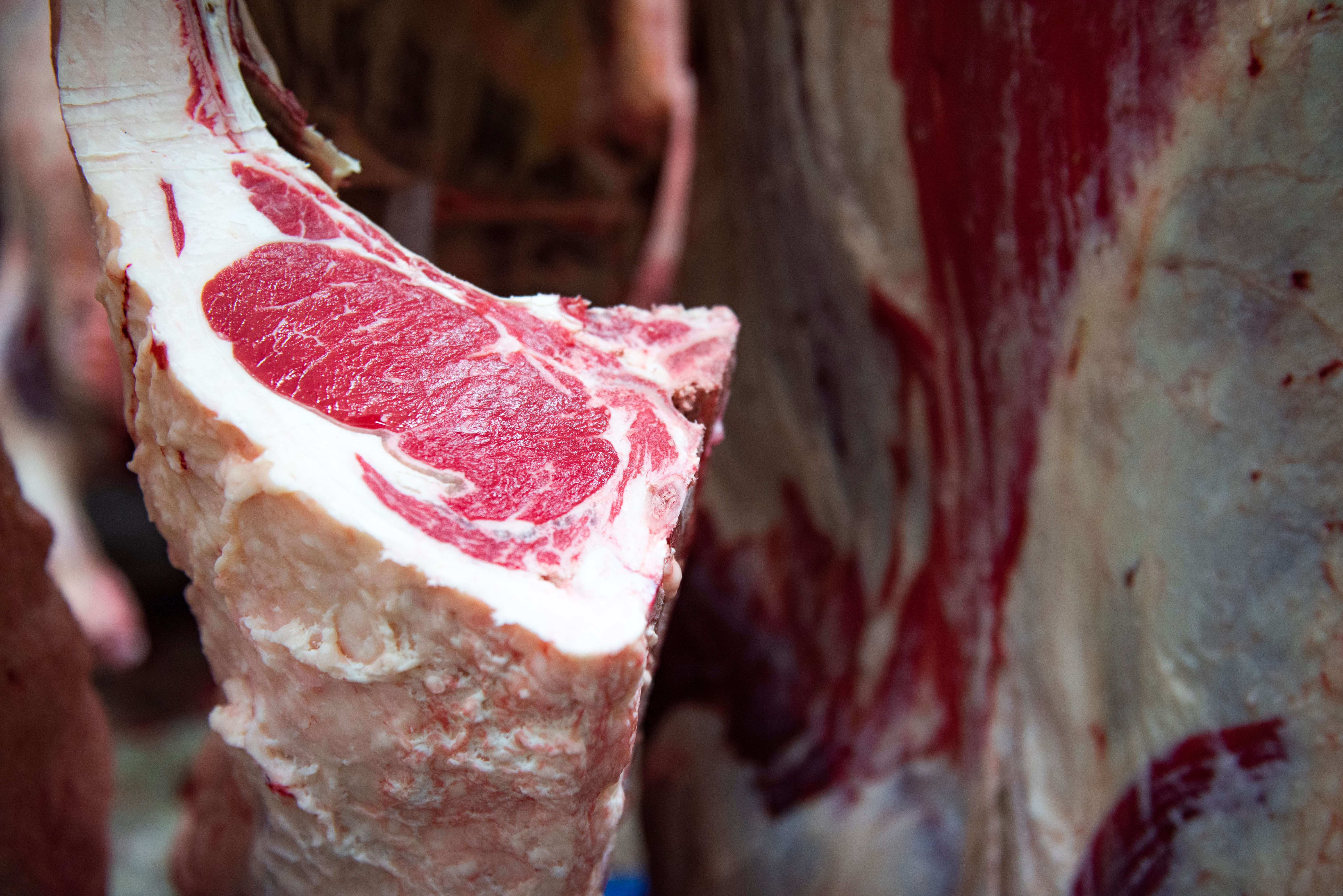 Resource for Training Meat Judging Teams: Practice the New Quality Grading Standards