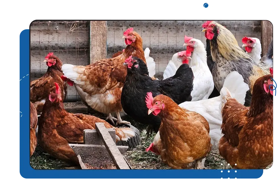 LivestockPoultryProduction LivestockPoultryProduction