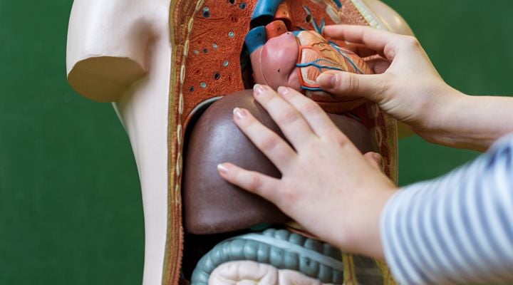 thumb_anatomy_physiology thumb_anatomy_physiology