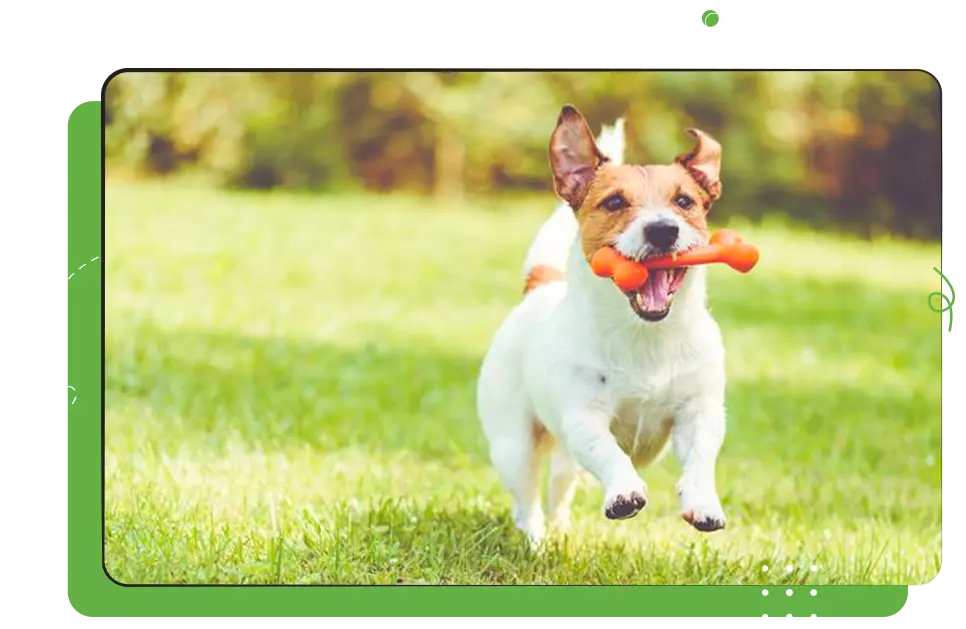 Small Animal Care & Management