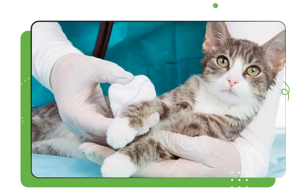 iCEVCourse_VeterinaryMedicalApplications