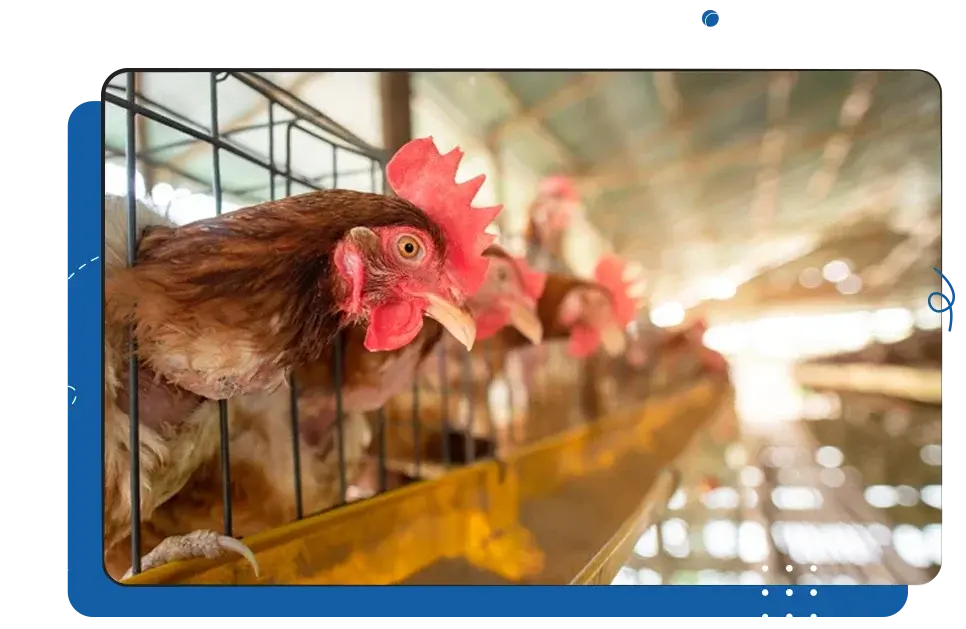 iCEVCourses_AgriculturalAnimalProductionManagement