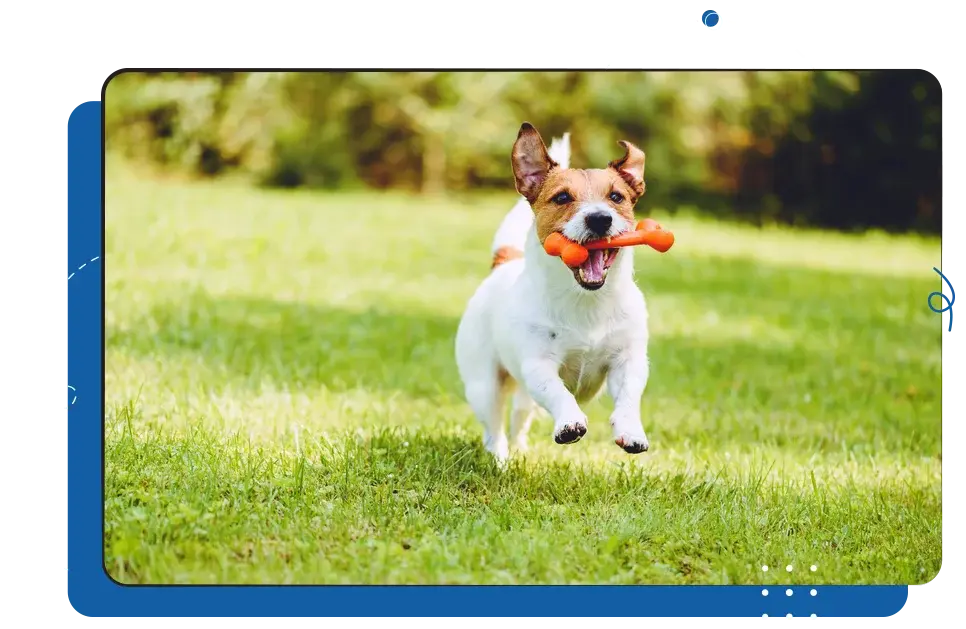 iCEVCourses_SmallAnimalManagement